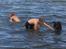 Labrador retriever Toffie