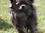 Chihuahua Valentino Del Modisto - Koda - Udstilling på Fyn, fik CAC :-D Juli 2014