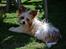 Blanding af racer Bella - 16-07-2014