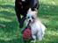 Blanding af racer Bella - 16-07-2014