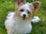 Blanding af racer Bella - 16-07-2014