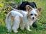 Blanding af racer Bella - 16-07-2014