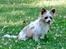 Blanding af racer Bella - 16-07-2014