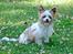 Blanding af racer Bella - 16-07-2014
