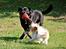 Blanding af racer Bella - 16-07-2014
