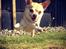 Chihuahua Bailey - Skippergårdens Fister - Bailey april 2014