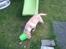 Labrador retriever Mojo