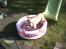 Labrador retriever Mojo