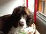 Engelsk springer spaniel Jonson