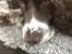 Engelsk springer spaniel Jonson