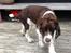 Engelsk springer spaniel Jonson