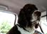 Engelsk springer spaniel Jonson