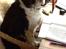 Engelsk springer spaniel Jonson
