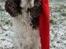 Engelsk springer spaniel Jonson
