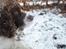 Engelsk springer spaniel Jonson