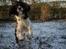 Engelsk springer spaniel Jonson