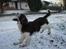 Engelsk springer spaniel Jonson