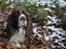 Engelsk springer spaniel Jonson