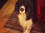 Engelsk springer spaniel Jonson