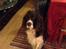 Engelsk springer spaniel Jonson