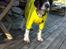 Engelsk springer spaniel Jonson