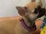 Chihuahua Coco