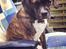 Blanding af racer Alpha (Frengle, beagle-fransk bulldog blanding)