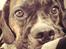 Blanding af racer Alpha (Frengle, beagle-fransk bulldog blanding)