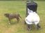 Blanding af racer Alpha (Frengle, beagle-fransk bulldog blanding)