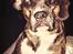 Blanding af racer Alpha (Frengle, beagle-fransk bulldog blanding)