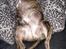 Blanding af racer Alpha (Frengle, beagle-fransk bulldog blanding)