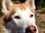 Siberian husky Coco