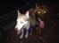 Siberian husky Coco