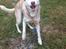 Siberian husky Coco