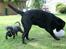 Labrador retriever Cassiopeia - 4) 8 uger