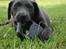 Labrador retriever Cassiopeia - 5) 8 uger og går allerede tur med sig selv
