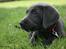 Labrador retriever Cassiopeia - 6) 8 uger
