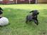Labrador retriever Cassiopeia - 7) 8 uger.. Fang mig hvis du kan