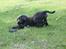 Labrador retriever Cassiopeia - 8) 8 uger
