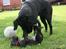 Labrador retriever Cassiopeia - 9) iihhhh det kilder - 8 uger