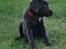 Labrador retriever Cassiopeia - 11) 8 uger