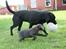 Labrador retriever Cassiopeia - 12) 8 uger