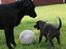 Labrador retriever Cassiopeia - 13) 8 uger