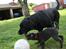 Labrador retriever Cassiopeia - 14) 8 uger