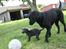 Labrador retriever Cassiopeia - 15) 8 uger