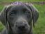 Labrador retriever Cassiopeia - 16) 8 uger