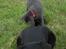 Labrador retriever Cassiopeia - 17) 8 uger