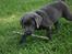 Labrador retriever Cassiopeia - 18) 8 uger