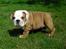 Engelsk bulldog Watson - Kampvognen - 8½ uge