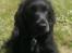Cocker spaniel Pepsi